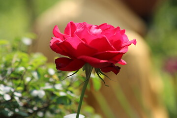 Red rose flower, sky, clean pink color, leaf, backgound Wallpaper