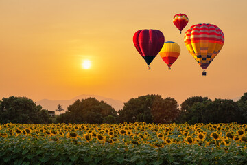 Hot air balloons flying over sunflowers blooming in the field, Landscape with sunflowers and balloons at sunset. Balloons over sunflower plantations.