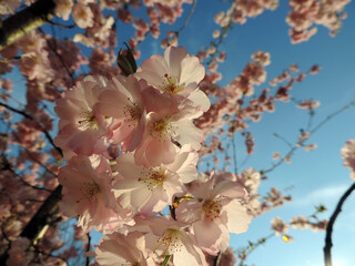 Tree blossoms during spring time