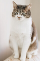 Portrait of beautiful noble cat with large eyes on light background in home environment. Pet sits on couch.