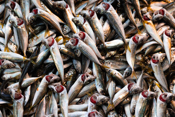 fresh fish on the counter of the store