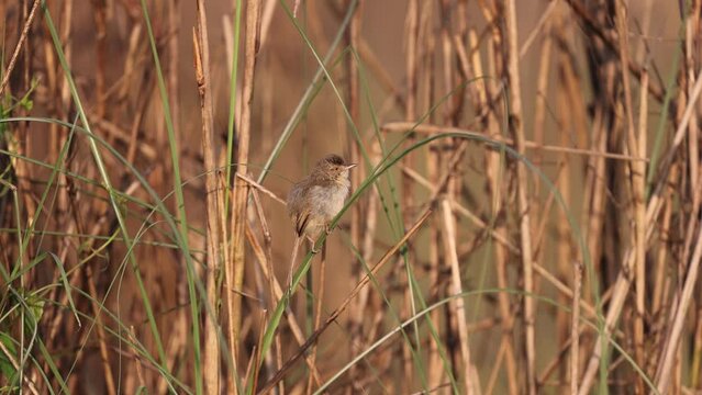 plain prinia or wren-warbler high resolution footage.