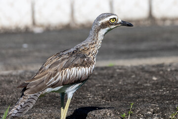 Bush Stone Curlew Thick Knee in Australia