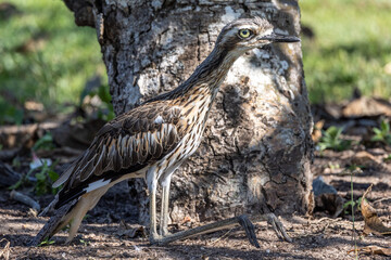 Bush Stone Curlew Thick Knee in Australia