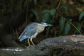 Striated Heron in Queensland Australia