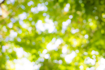 Obraz premium Abstract blurred green tree leaf sun shine background