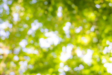 Obraz premium Abstract blurred green tree leaf sun shine background