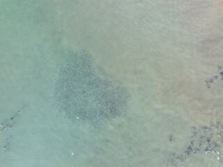 Fish in a feeding frenzy from a drone.
