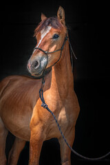 Portrait of a young thoroughbred horse on a dark background in the stable.