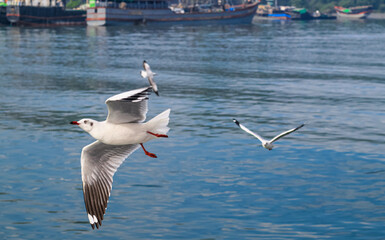 Seagulls flying high with widespread wings towards light against a blue sky, the inspirational concept of freedom and aspiration. Seagull flying at the seaside on a warm sunny day.