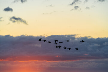 Obraz premium birds flying in the sunset