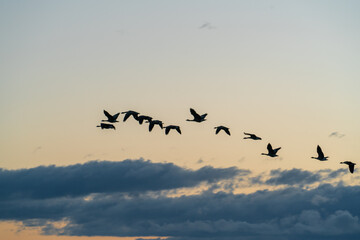 flock of wild geese in the sky