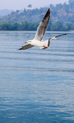 Seagulls flying high with widespread wings towards light against a blue sky, the inspirational concept of freedom and aspiration. Seagull flying at the seaside on a warm sunny day.