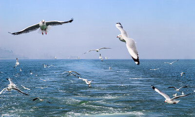 Seagulls flying high with widespread wings towards light against a blue sky, the inspirational concept of freedom and aspiration. Seagull flying at the seaside on a warm sunny day.
