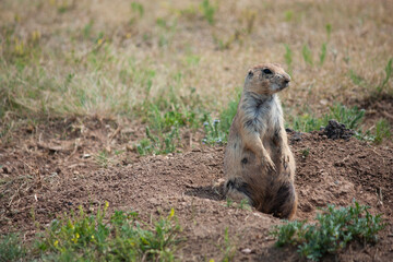 Prairie Dog