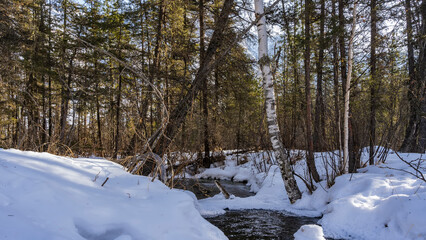 The stream flows in the forest between the snow drifts. Coniferous trees, birches, dry grass along...