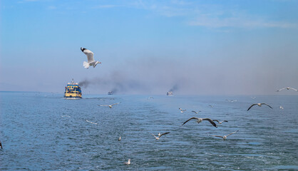 Fototapeta premium Seagulls flying high with widespread wings towards light against a blue sky, the inspirational concept of freedom and aspiration. Seagull flying at the seaside on a warm sunny day.
