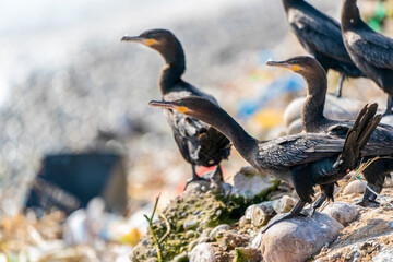 Relaxing moments (Group of resting Peruvian Cormorant)