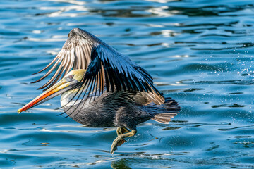 A Peruvian pelican taking off