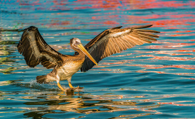Landing in the evening sun (Brown Pelican)