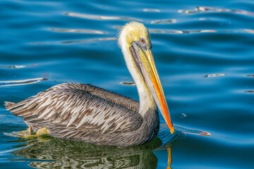 A Peruvian pelican floating in the water