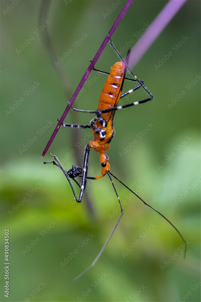 Poster Vertical shot of an aphid eating a weevil on a blurred background