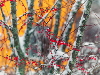 red berries of dog-rose