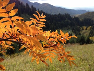 Autumn in the mountains. Kazakhstan.