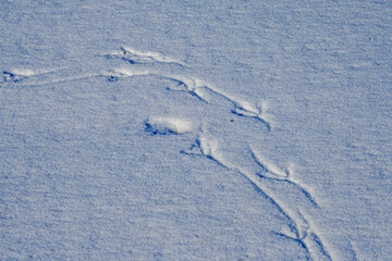 Footprints of a crow in the snow on a spring morning