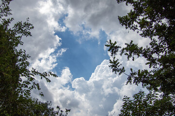 Storm clouds edged by silhouetted tree branches