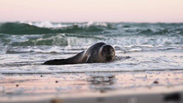 Common Seal, Phoca Vitulina,  Moving Onto Beach From Sea