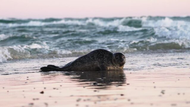 Common Seal, Phoca Vitulina, In Shallow Tidewater Moving To Beach