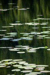 lily pads 