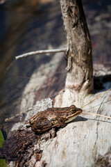 Frog