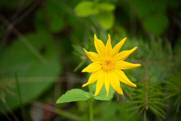 Yellow Flower