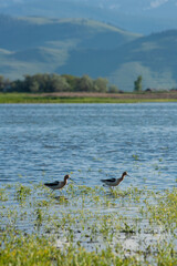American Avocet