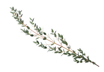 Eucalyptus branch with fresh leaves isolated on white © New Africa