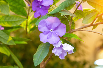 Purple flowers tree blooming in the garden.