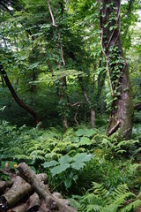 Obraz premium primeval forest in summer