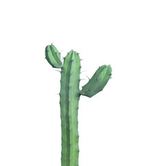 green Cactus Myrtillocactus geometrizans isolated on white background,Clipping path