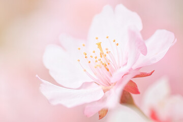 Naklejka premium 可愛いピンク色の桜｜クローズアップ