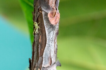 Closeup picture of tiny baby grasshopper on a plant with blurred background