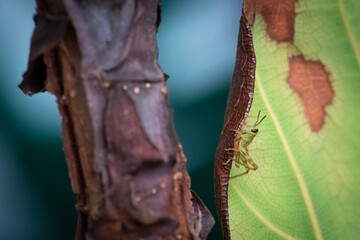 Closeup picture of tiny baby grasshopper on a plant with blurred background