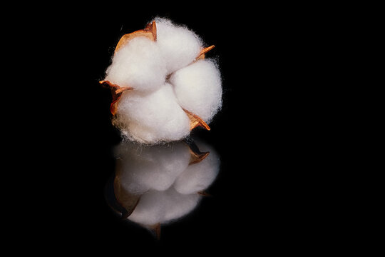 Dried flower cotton on a black background with reflection