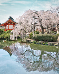 池に映り込む見事な枝垂れ桜