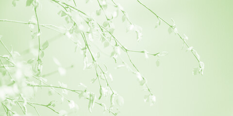 Young leaves on branches. Abstract blurred spring natural background, green gradient