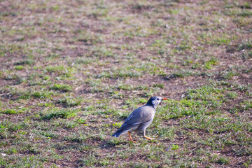 日本、春、散歩中のムクドリ
