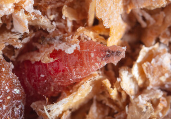Red maggot worms in sawdust.