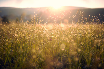 A meadow under the sun. Nature, summer, landscape
