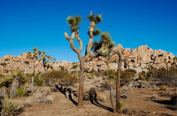 Joshhua Tree National Park